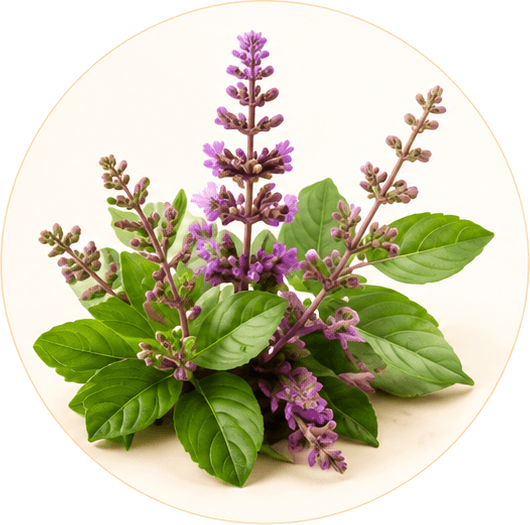 Tulsi (Holy Basil)
